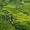 Sapa